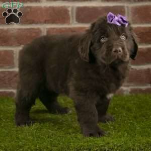 Ruby, Newfoundland Puppy